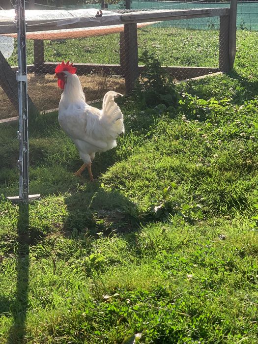 Cocosi Leghorn Tineri