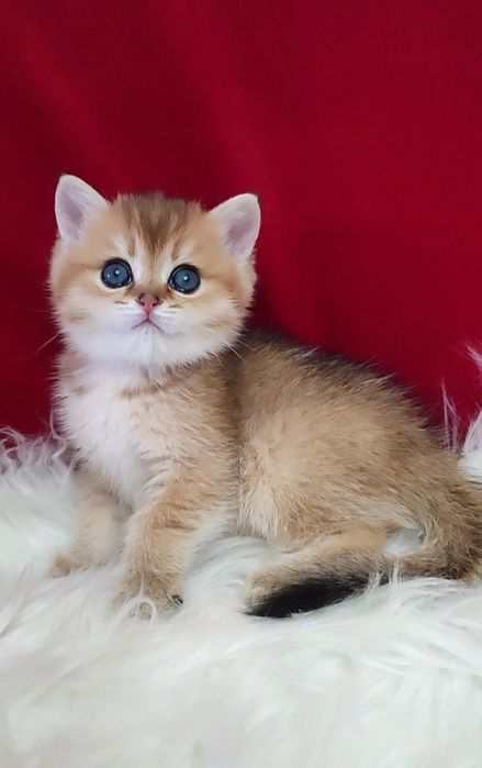 Золотая шиншилла