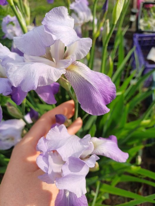 Цветы Ирисы многолетние