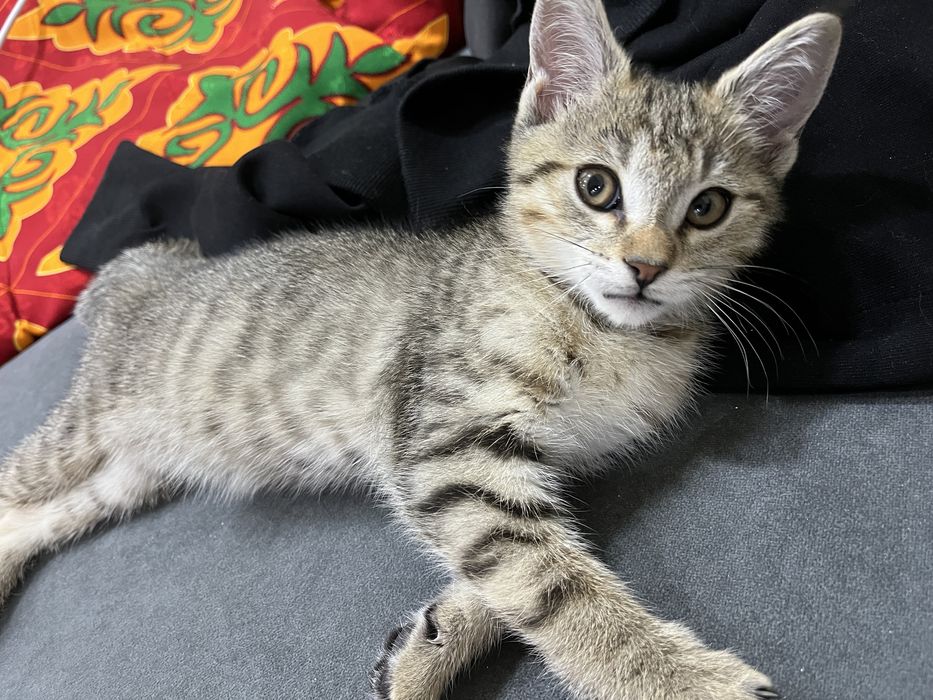 Котенок в добрые руки