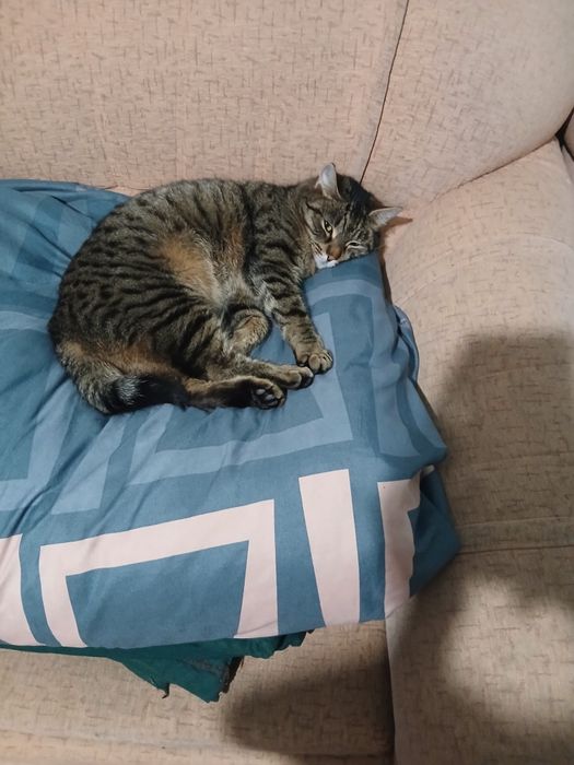 Кошечка в добрые руки