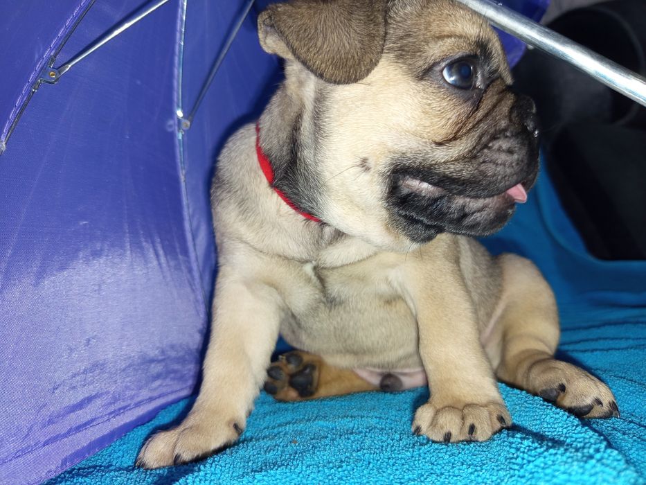 Ранее бранирование