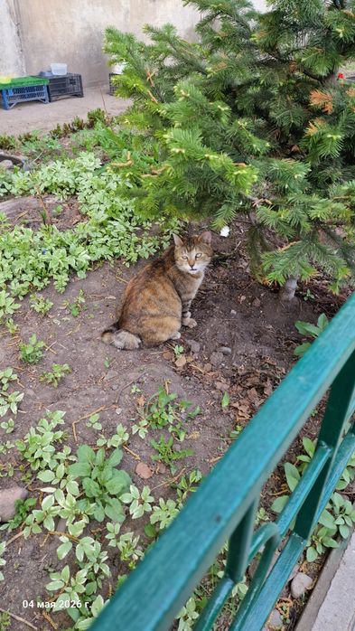 Кошечка и котик ищут добрых хозяев
