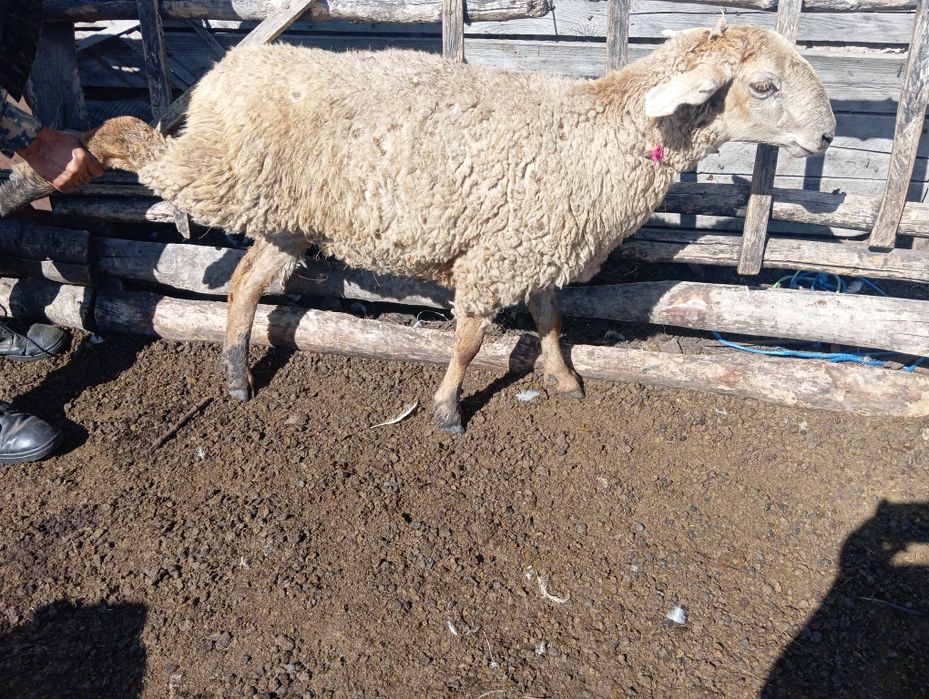 Продам 3 БАРАНА не больших