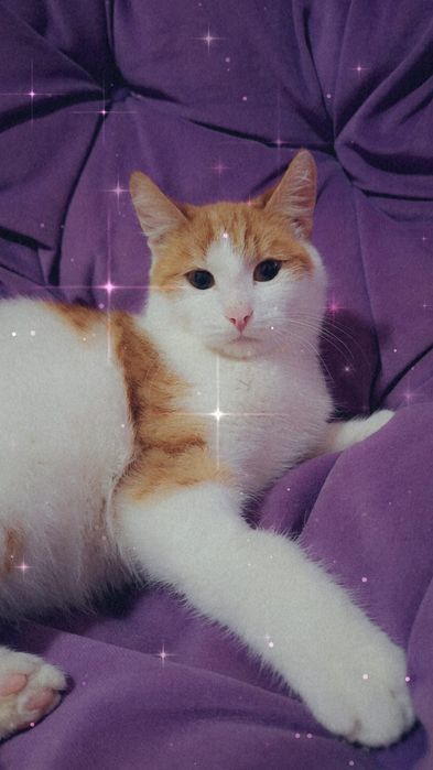 Отдам солнечного котика