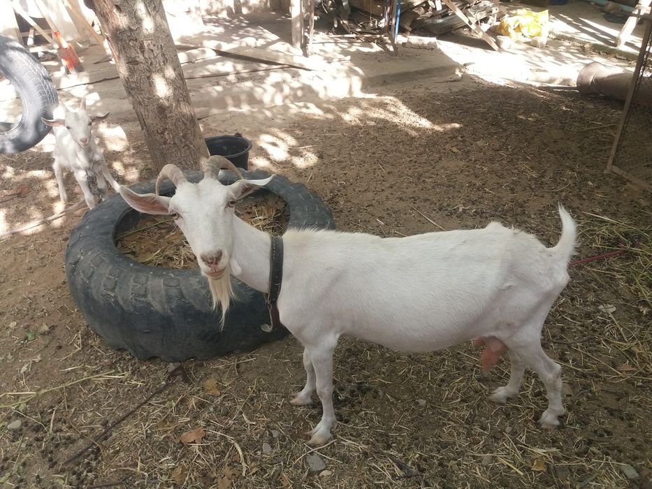 Yetuk qongiroq qizlar