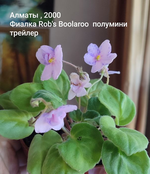 Фиалка  сортовая , трейлер