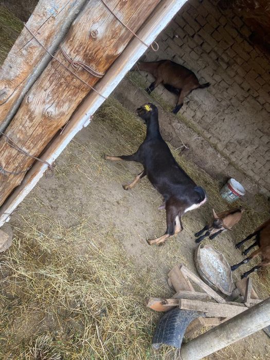 Алписки жас ешкилер сатылады