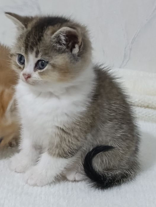 Britanskiy bikalor shinshilla