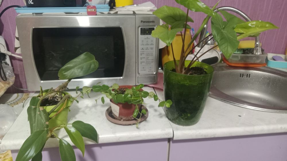 Продам комнатные цветы