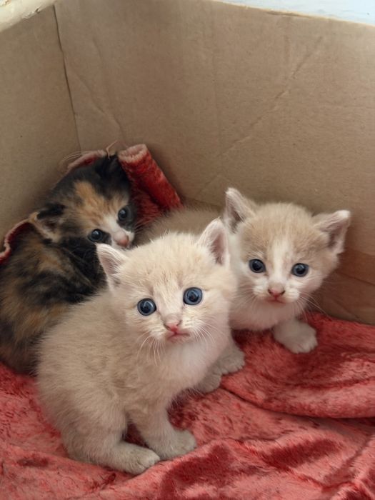 Котята ищут дом