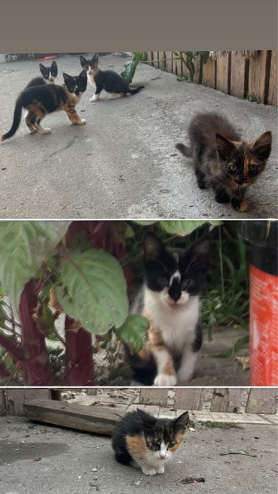 Pui de pisica spre adoptie