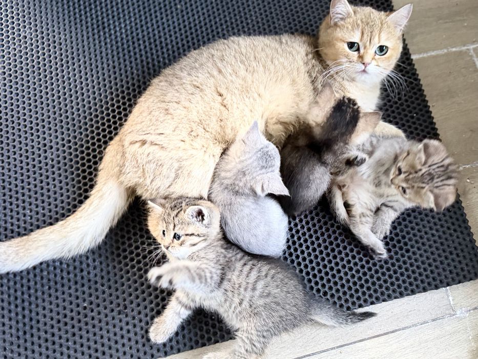 Отдам котят в добрые руки