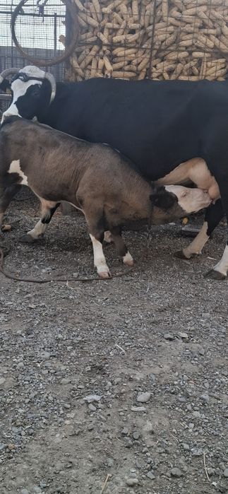 Vand vaca buna pentru gospodarie!