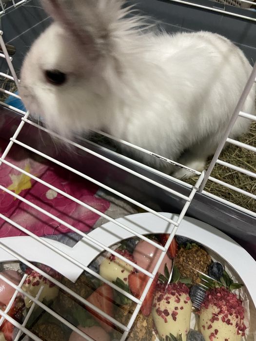 продам декоротивного кролика