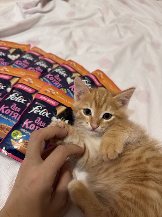 Котёнок продаётся