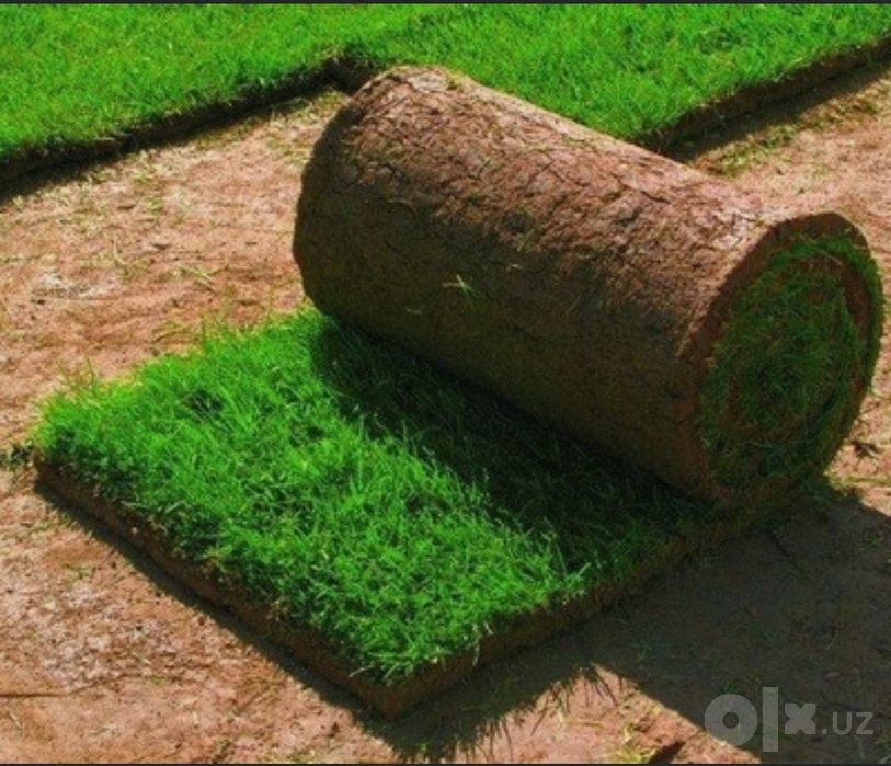Полиф, Газон, дарахтлар ва гуллар