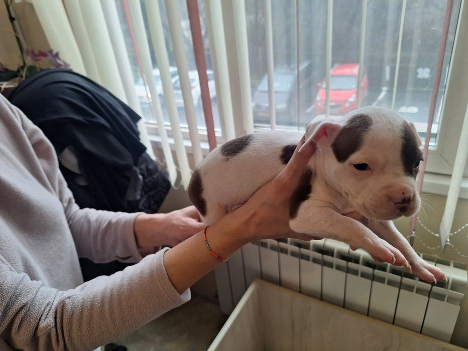 Аюерикански питбул редноус