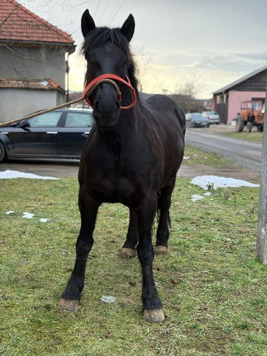 Iapa de vânzare de 3.4 ani