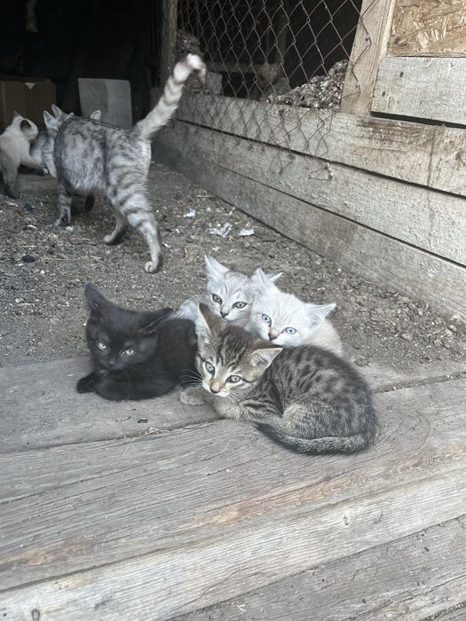 Отдам котят в добрые руки