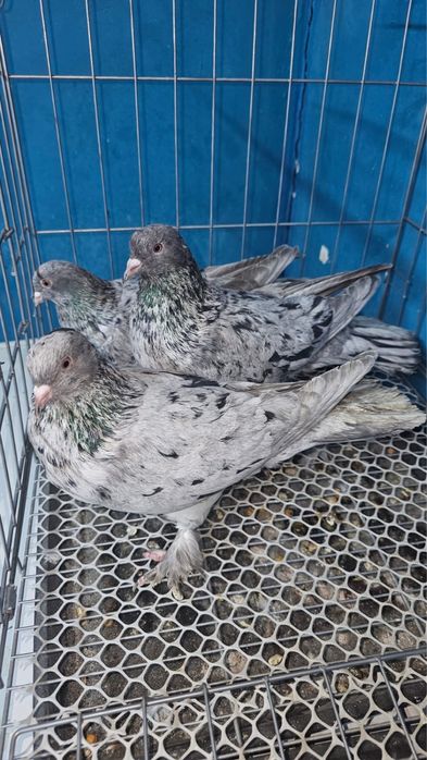 Продам летних голубей