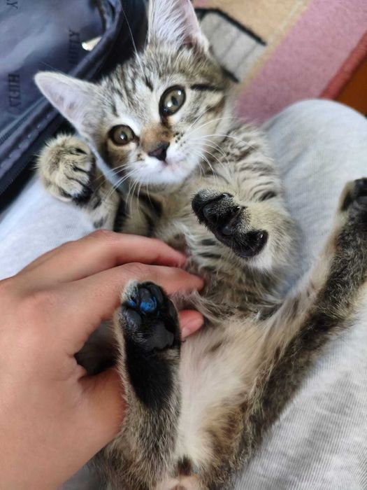 Котёнок кошечка 2,5 мес