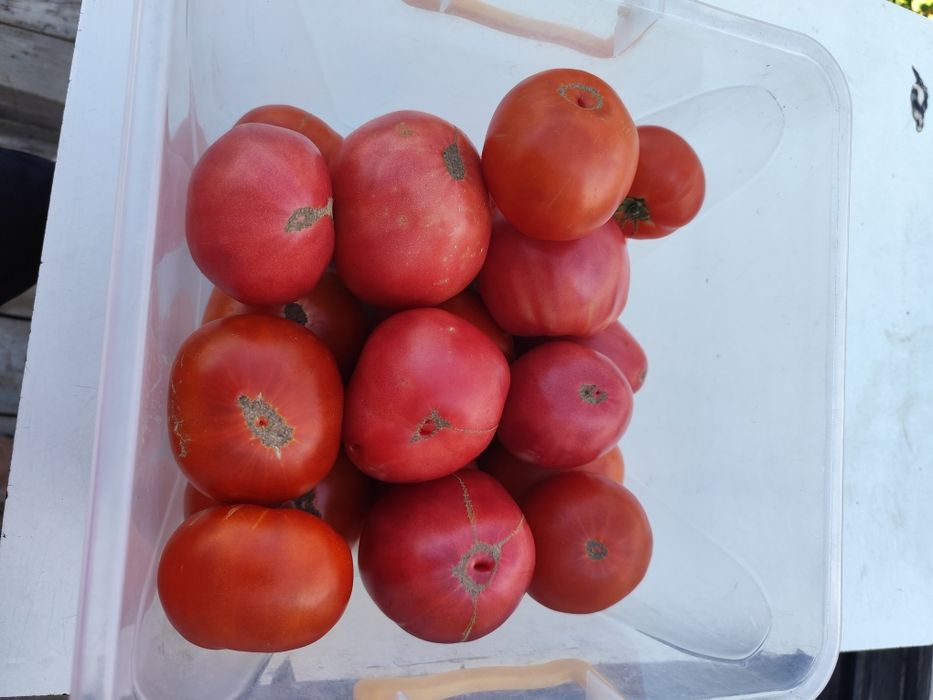 Продам помидоры домашние. Доставка.