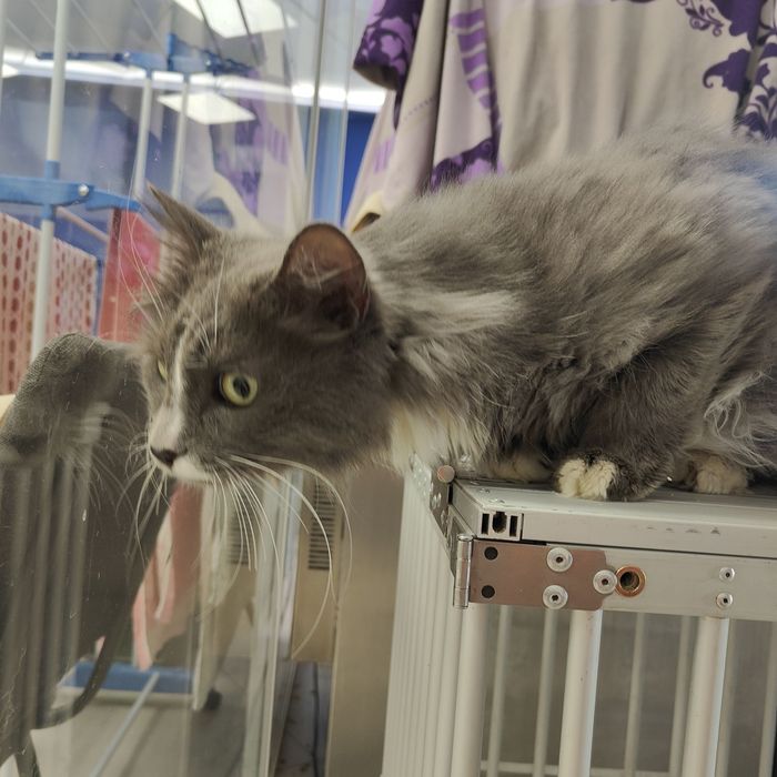 В добрые руки красивая кошка по кличке Стрелка