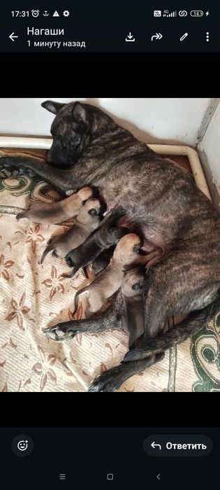 Бельгийская овчарка