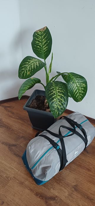 Cort 4 persoane Arpenaz family 4.1