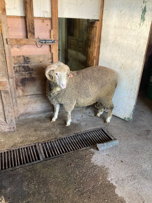 Овен Старопланински Цигай