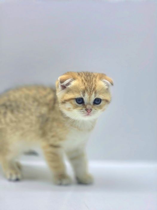 ВислоУхаЯ коШечка ШотЛандСкая