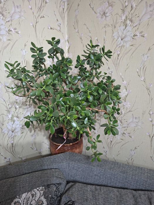 Денежное дерево. (Крассула, толстянка)