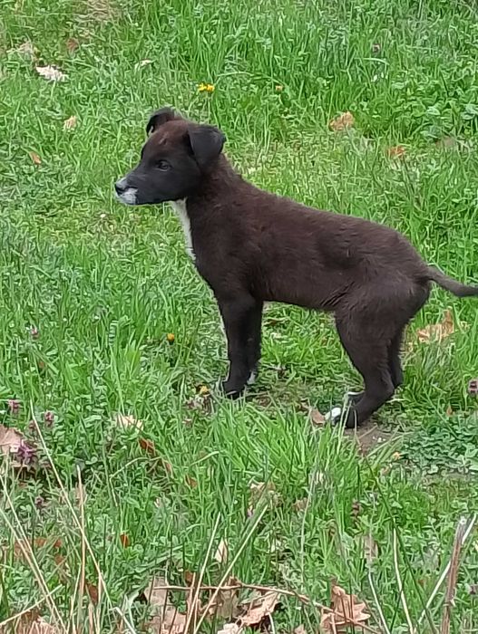 Подарявам кученца