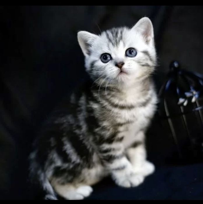 Котята Шотландские