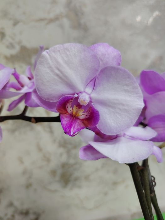 Орхидеи   Азиаты