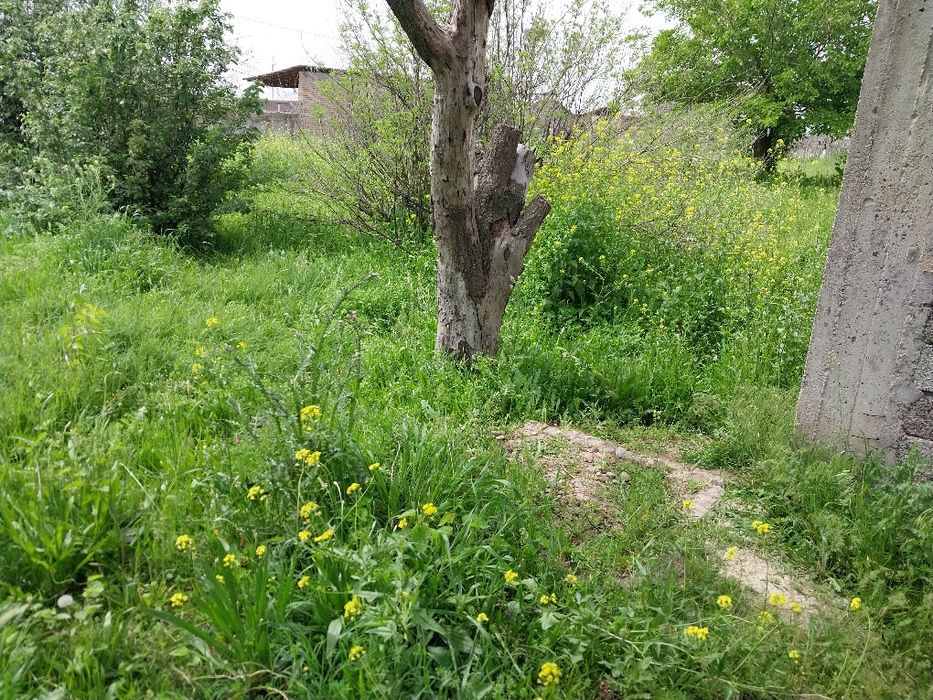 Урилмаган яшил ут сотилади