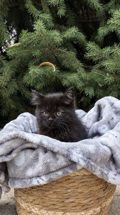 Котята ищут дом