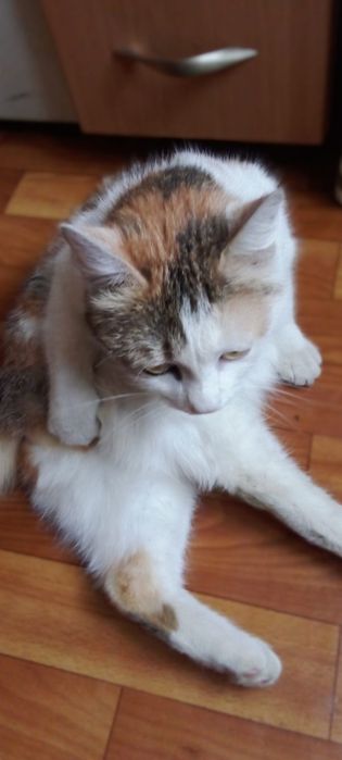 Ищем самый лучший дом кошечке