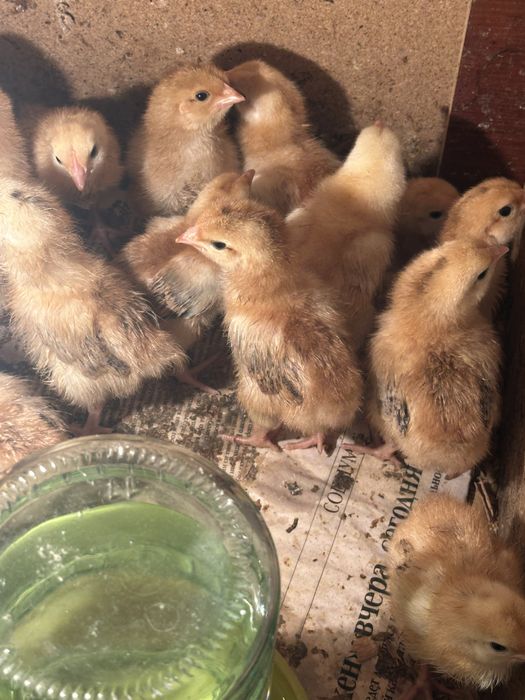 Продаются цыплята кучин