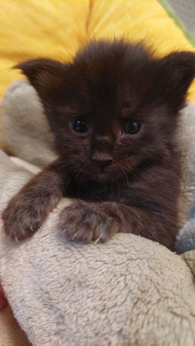 Девочка Мейн-кун  15 дней резерв