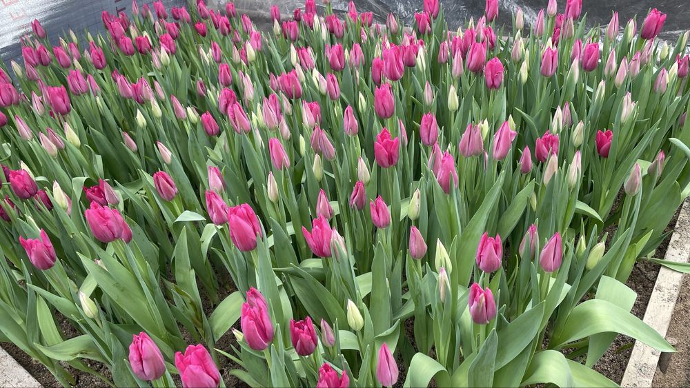 Тюльпаны Тюльпаны Букеты
