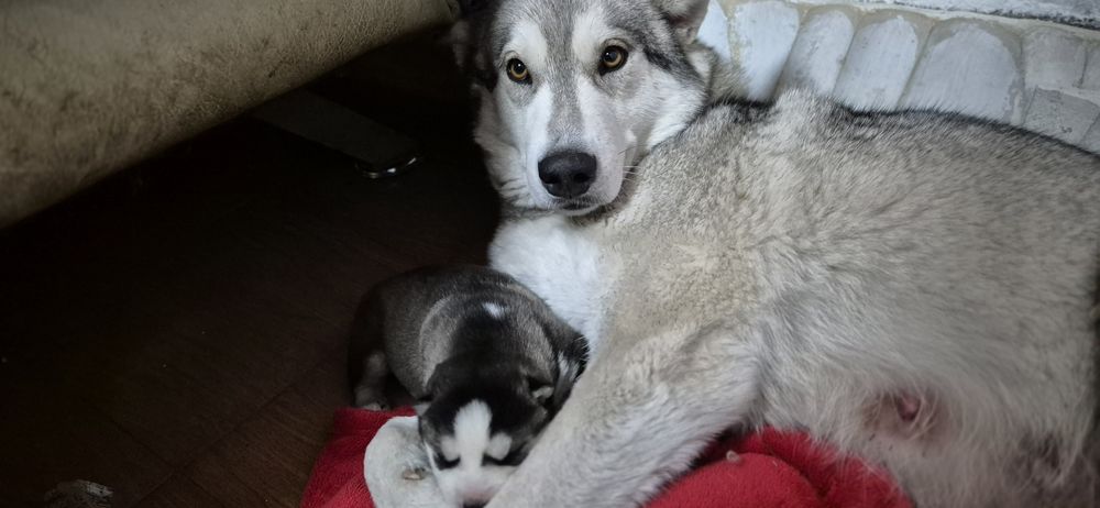 Щенки хаски помесь