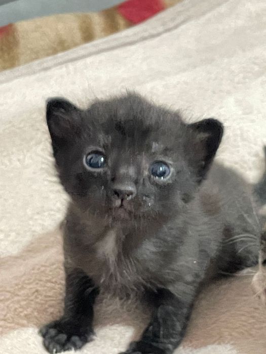 Отдам в добрые руки