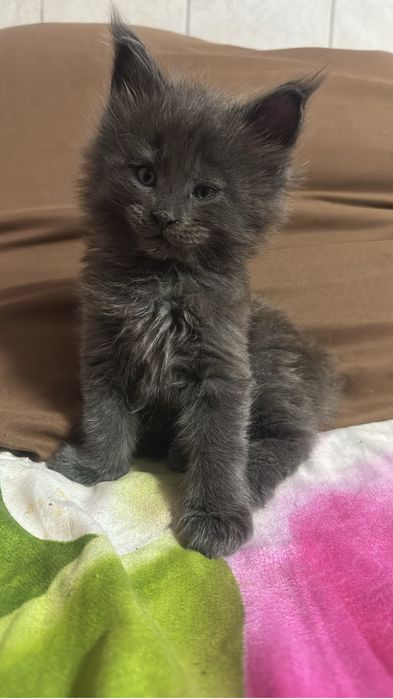 Котята мейнкуны!