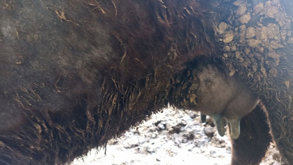 Ona bola sigir sotiladi