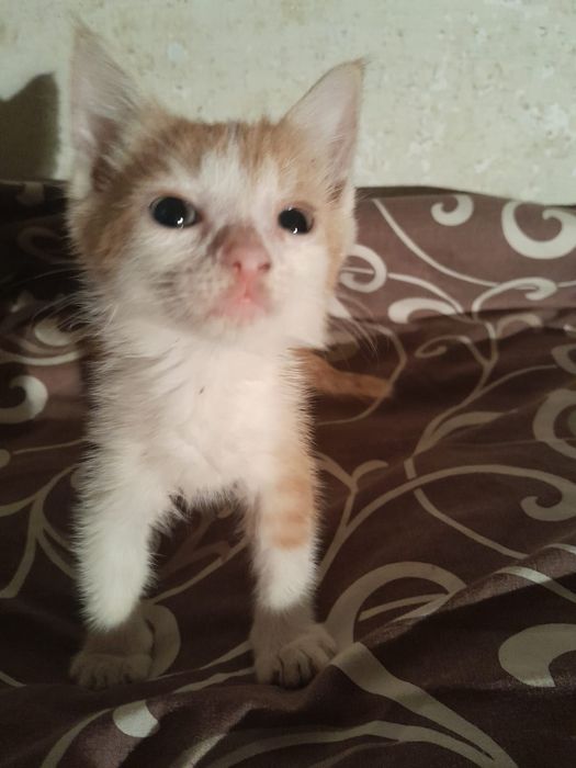 Отдам котят в хорошие добрые руки