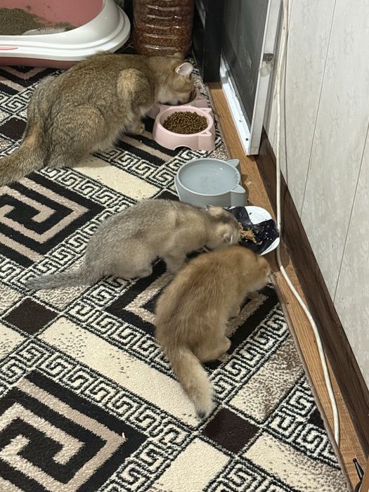 продаю кошку  мать котят