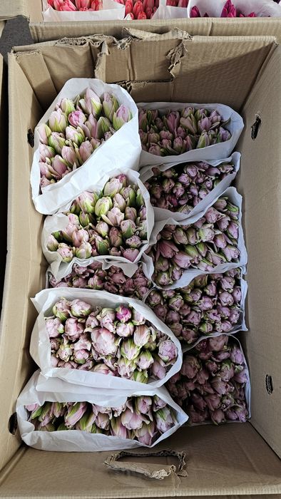 Голландские Тюльпаны к Наурызу!