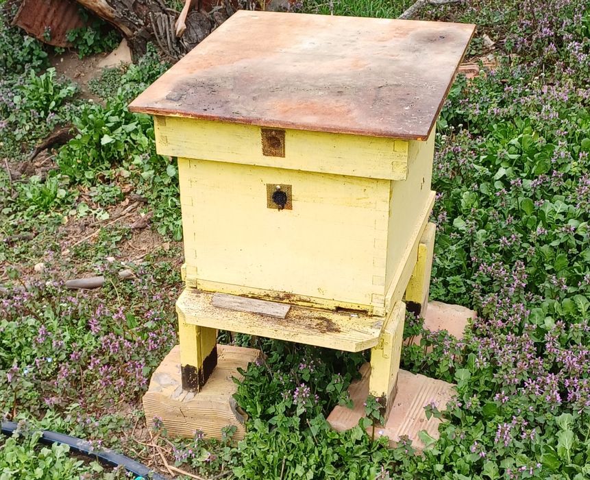 Продавам дадан блатови кошери